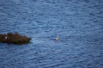 Obraz premium Seagull swimming in blue rippled ocean water