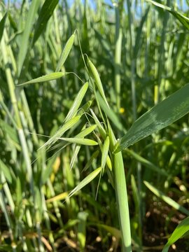 Wild Oat or the Avena fatua green plant