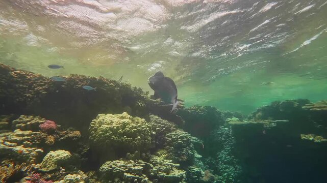 underwater view of a thriving coral reef ecosystem, bathed in natural sunlight filtering through the ocean surface. Colorful hard and soft corals create a rich and diverse habitat, home to various sma
