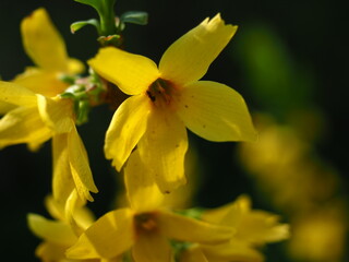 Obraz premium Yellow Forsythia Flower Close-Up in Natural Light Spring Bloom - Close-up of yellow forsythia flowers in spring with soft natural light and shallow depth of field, authentic outdoor scene.