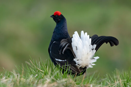 Black Grouse Lyrurus tetrix