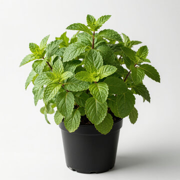 Fresh Mint Plant in Black Pot Against White Background