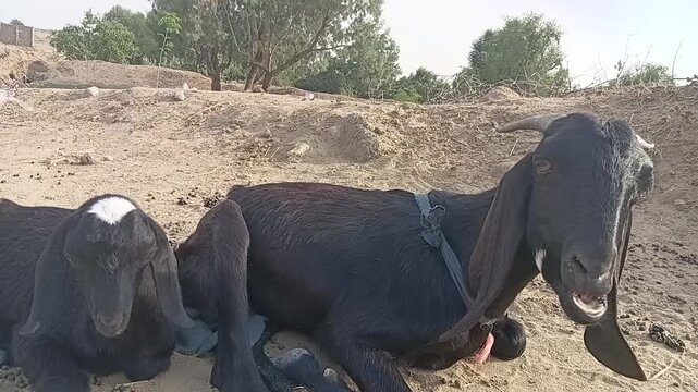 The Ruminant Process: A Goat's Digestive Journey