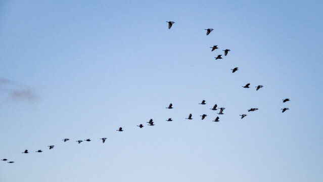 Bandada de p&aacute;jaros volando en formaci&oacute;n sobre la desembocadura del r&iacute;o Serpis en Gand&iacute;a