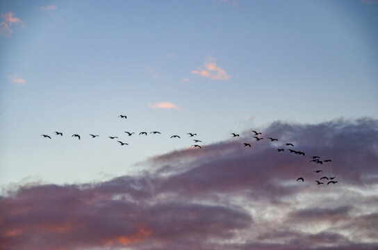 Bandada de p&aacute;jaros volando en formaci&oacute;n sobre la desembocadura del r&iacute;o Serpis en Gand&iacute;a