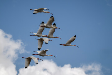 Obraz premium Flock of White Ibis blying over Shovelers Pond