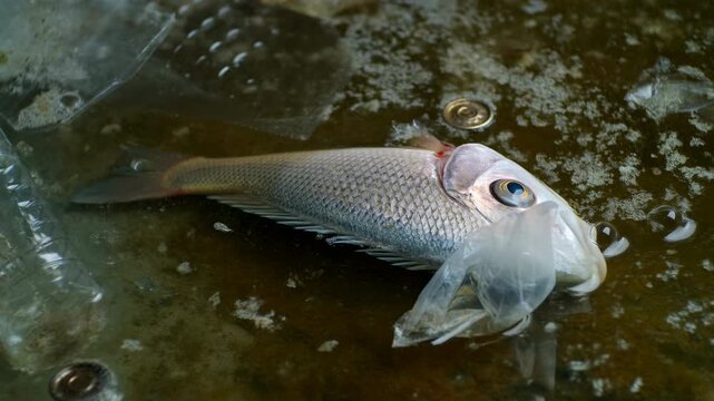 Industrial Waste And Commercial Fishing Practices Damage Marine Ecosystems And Coastal Regions