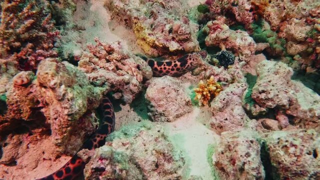 This footage captures a beautifully patterned spotted snake eel likely Myrichthys tigrinus or similar species navigating and resting amidst a vibrant coral reef.