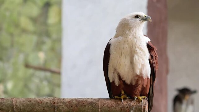 brahminy kite preening time during the day in the bird park with nature sound and other bird sound in background, awake owl in the afternoon standing on the edge of tree branches