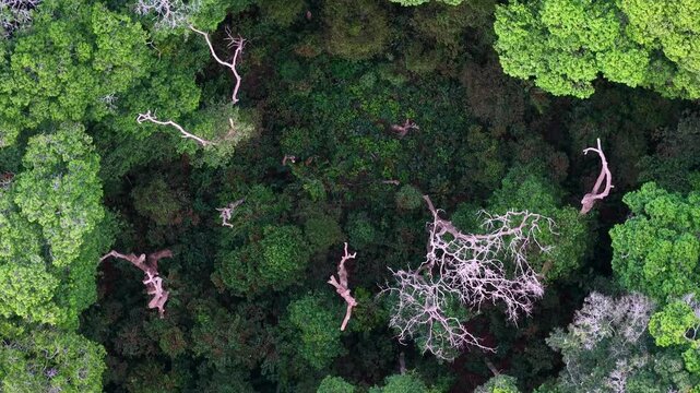 Drone footage showing treetops and dead branches in Bukit Panchor green forest canopy.