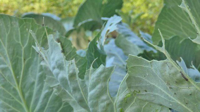 Panning over cabbage white butterfly caterpillars (Pieris brassicae) infestation on damaged cabbage leaf, garden plant, natural lighting, camera pan. Environmental Awareness and Survival Instinct