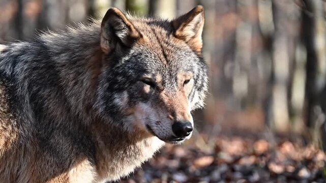 Wild wolf in profile in natural forest environment
