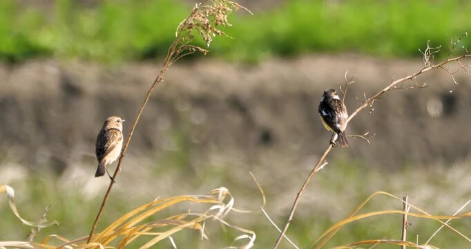 male and female bird , siberian stonechat on dried plant in the field