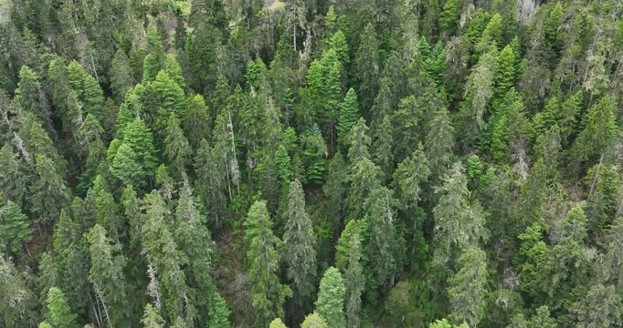 Aerial view of beautiful high altitude mountain forest landscape