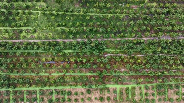 Aerial view of orderly oil palm plantation with irrigation canals and access tracks.
