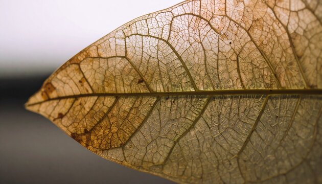 Translucent Dried Leaf Macro with Veins
