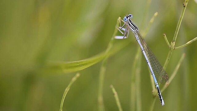 Blue dragonfly on the blade green grass