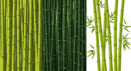 Fototapeta premium Set of Bamboo Stalks in Various Green Shades for Nature, Plants, and Garden Design Elements