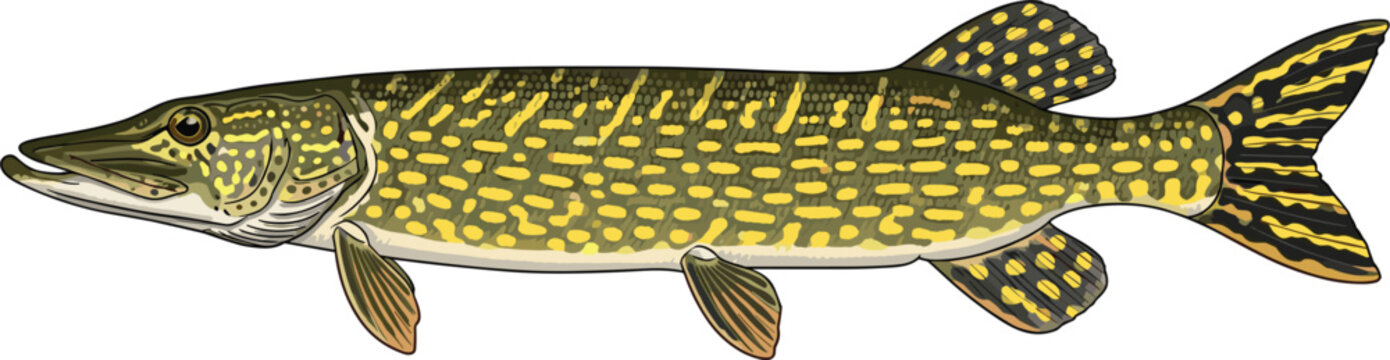 Detailed northern pike fish vector illustration with realistic spots and fins isolated on white background for fishing sports and aquatic nature designs.