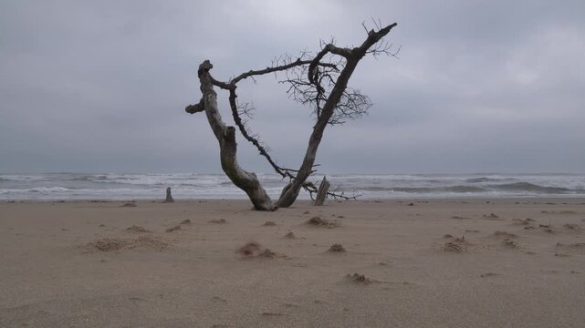 A solitary, gnarled tree stands against a bruised, storm-heavy sky above a sandy shore pocked with crab holes. A ribbon of seaweed tumbles past as dark waves crash at the edge of the sand.
