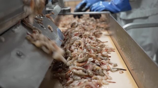 Large quantities of raw peeled shrimp falling from a hopper onto a conveyor belt in a commercial food processing plant