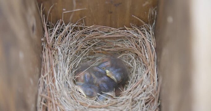 Inside a wooden nest box, small baby blue birds huddle together in a tightly woven nest.