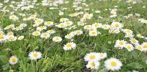 Fototapeta premium Field of white daisies with yellow centers blooming abundantly on green grass under natural daylight in a vibrant outdoor setting