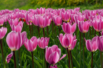 Fototapeta premium Lost in Tulip Garden under Eungbongsan Mountain