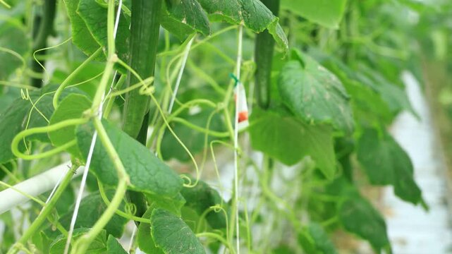 Pedestal Down of closeup of the greenhouse grown cucumber in Netherlands, precision farming