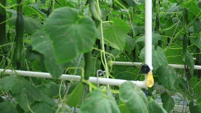 pan shot of closeup of the greenhouse grown cucumber hanging on ropes in Netherlands, precision farming