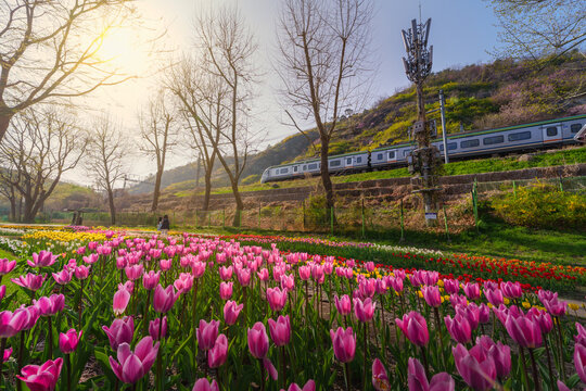 Lost in Tulip Garden under Eungbongsan Mountain
Experience the beauty of spring at the tulip garden at the foot of Eungbongsan Mountain in Seoul.
A highlight is the majestic KTX-Eum high-speed train p