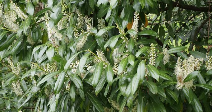 Cherry laurel (Prunus laurocerasus) Bushy schrub with glossy green leaves and decorative white flowers in upright racemes, cultivated in shade gardens as screen and tall hedge
