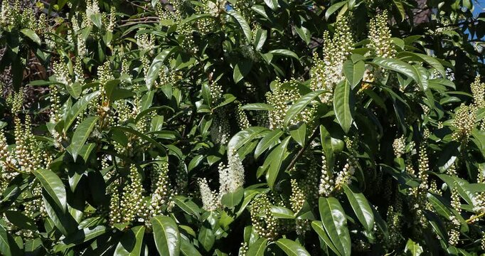 Cherry laurel or Versailles laurel (Prunus laurocerasus). Ornamental shrub bearing dense glossy dark green foliage and spectaculaire erect clusters of creamy-white flowers with yellow stamens