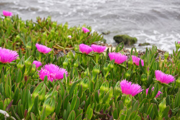 Fototapeta premium Carpobrotus flowers at Mediterranean sea beach in Spain