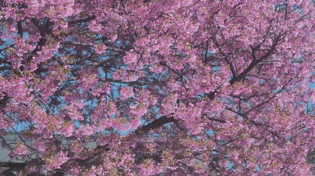 Close up view, large cherry blossom tree canopy filling frame. Dense pink sakura flowers. Blooming branches layers create rich natural pattern texture on blue sky. Petals seamless floral background