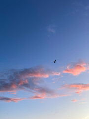 Obraz premium Blue sky with pink sunset clouds and single bird soaring between them, nature and evening sky