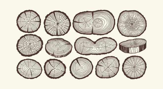 Vintage hand drawn wood tree trunk cross sections set with annual growth rings on white background