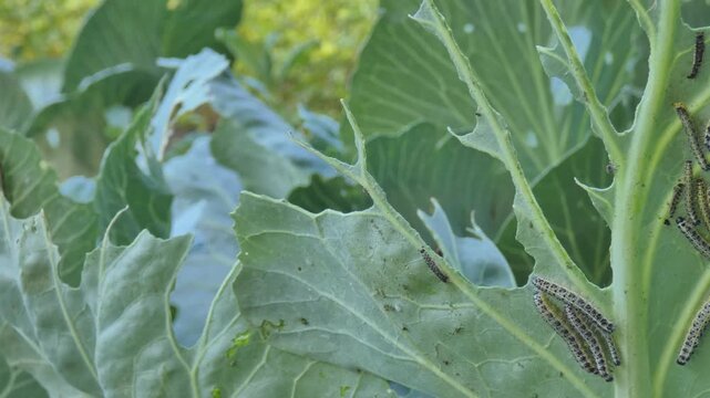 Camera pan across green cabbage plant destroyed by cabbage white butterfly caterpillars (Pieris brassicae), skeletonized leaves, natural lighting, panning. Global Responsibility and Resilience.