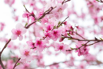 Naklejka premium Pink cherry blossom flowers blooming on branches against a blurred background, showcasing delicate petals and vibrant colors in a natural setting