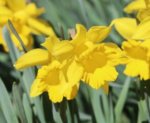 Obraz premium Narcissus pseudonarcissus (wild daffodil) blooming in a garden