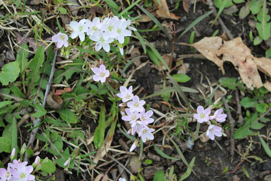 Spring beauty wildflowers in grass at Bunker Hill Woods in Niles, Illinois