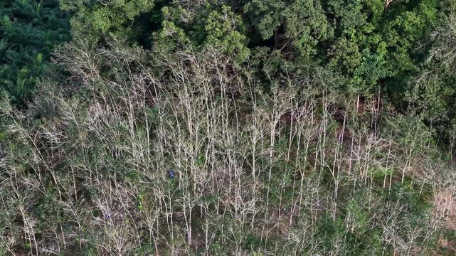 Aerial view of mature rubber trees in a plantation showing canopy and bare branches.