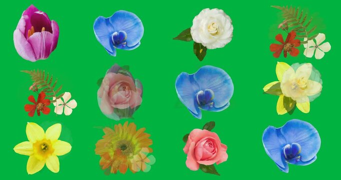 On frame change floral grid shifting, cutouts sliding slightly, creating cycling on transparent BG