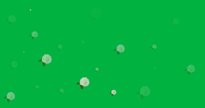 Drifting white camellia blossoms shifting, pulsing on transparent canvas with buds and green leaves