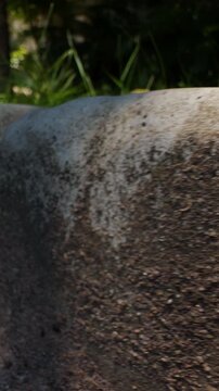 Vertical video. Bright Orange Cicada Shell Clinging to Rough Concrete Edge in Tropical Garden, Low Angle Close Up Showing Detailed Texture Under Harsh Sunlight, Idea of Transformation Growth Nature Li