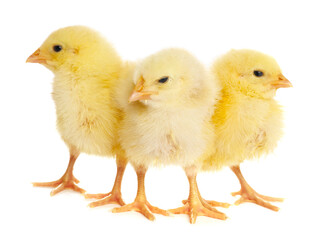 Fototapeta premium Cute yellow chicks on white background. Baby animals