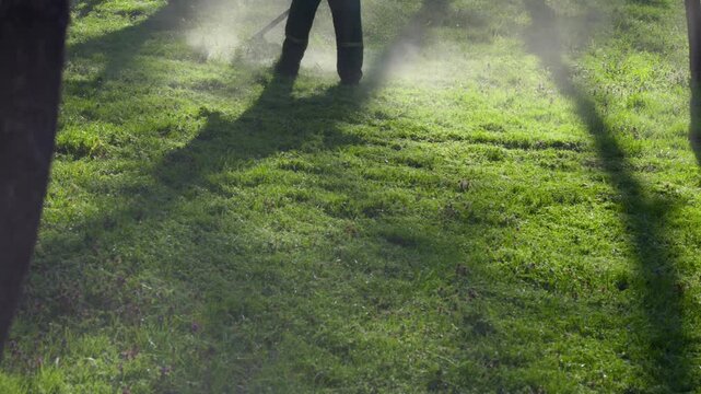 Through-the-trees view of a professional worker using a string trimmer to clear a lush lawn with beautiful morning light and long shadows.