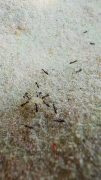 Vertical video. Macro View of Ants Carrying Dead Sand Flea Across Fine Sandy Surface Toward Colony, Close Up Perspective Showing Teamwork Cooperation and Survival Behavior in Natural Environment