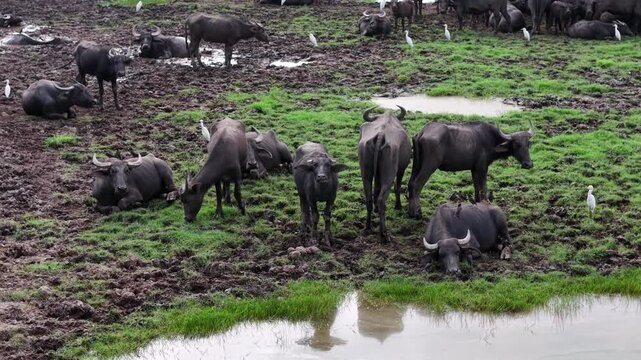 Aerial shot of water buffaloes resting and grazing on muddy grassland near shallow water pools.