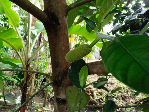 Tropical cempedak (Artocarpus integer) growing in natural habitat, botanical fruit from Moraceae family with distinctive smell and soft flesh.